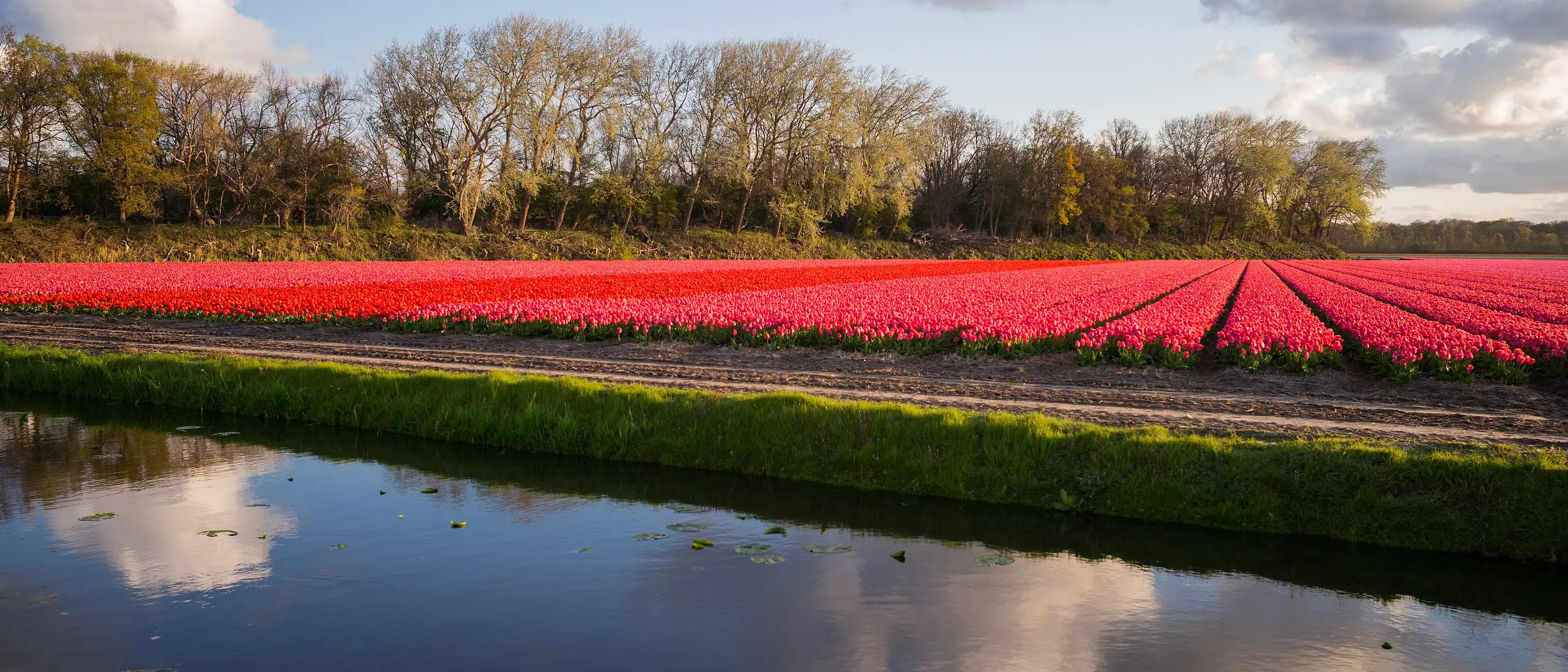 Tulip fields beside a canal in the Dutch bulb country