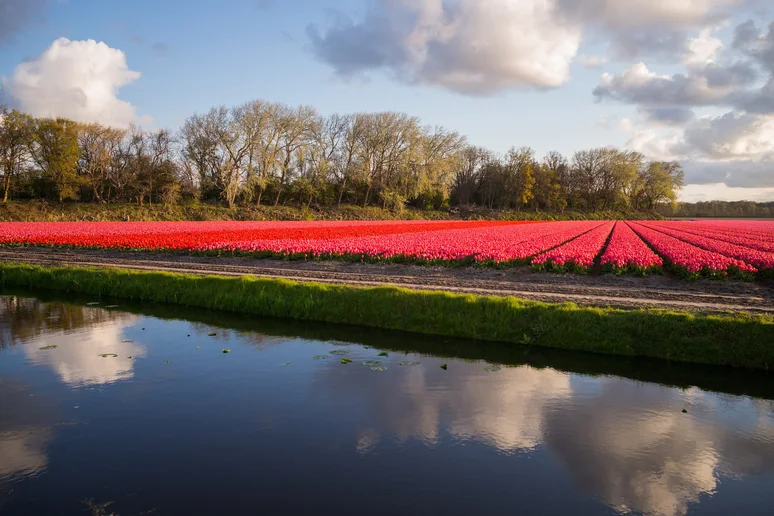 Tulip fields beside a canal in the Dutch bulb country