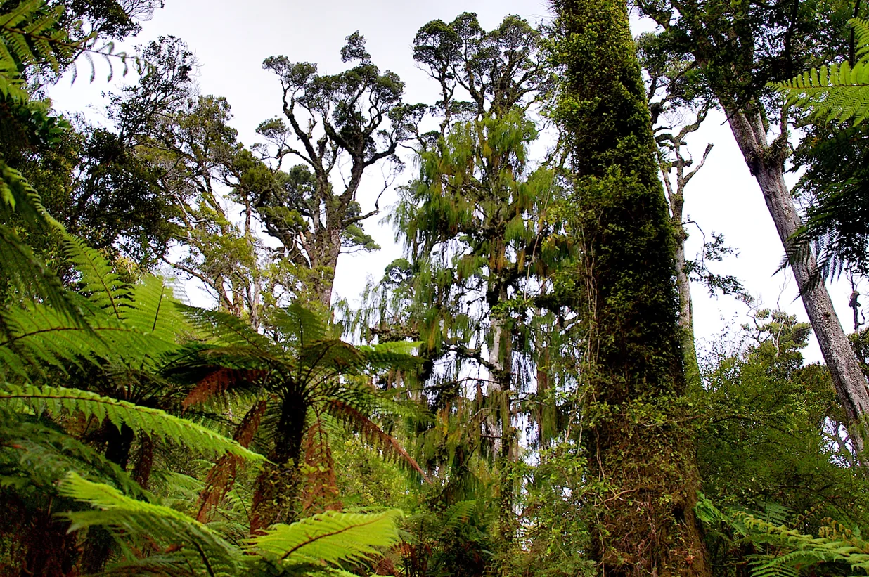 Kahikatea swamp forest at Ship Creek — the boardwalk stop before Haast