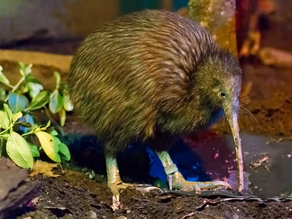 A North Island brown kiwi, probing with a bill that has nostrils at its tip