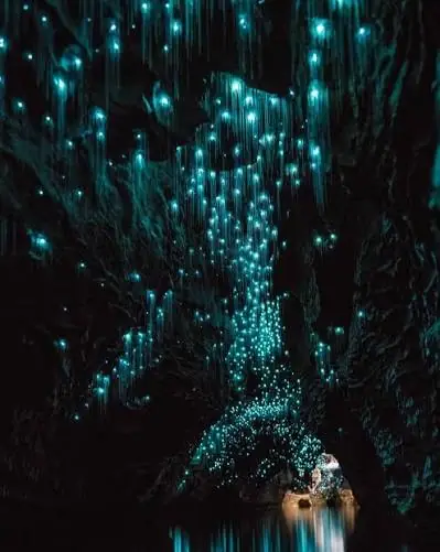 The glowworm ceiling at Waitomo, seen from the boat