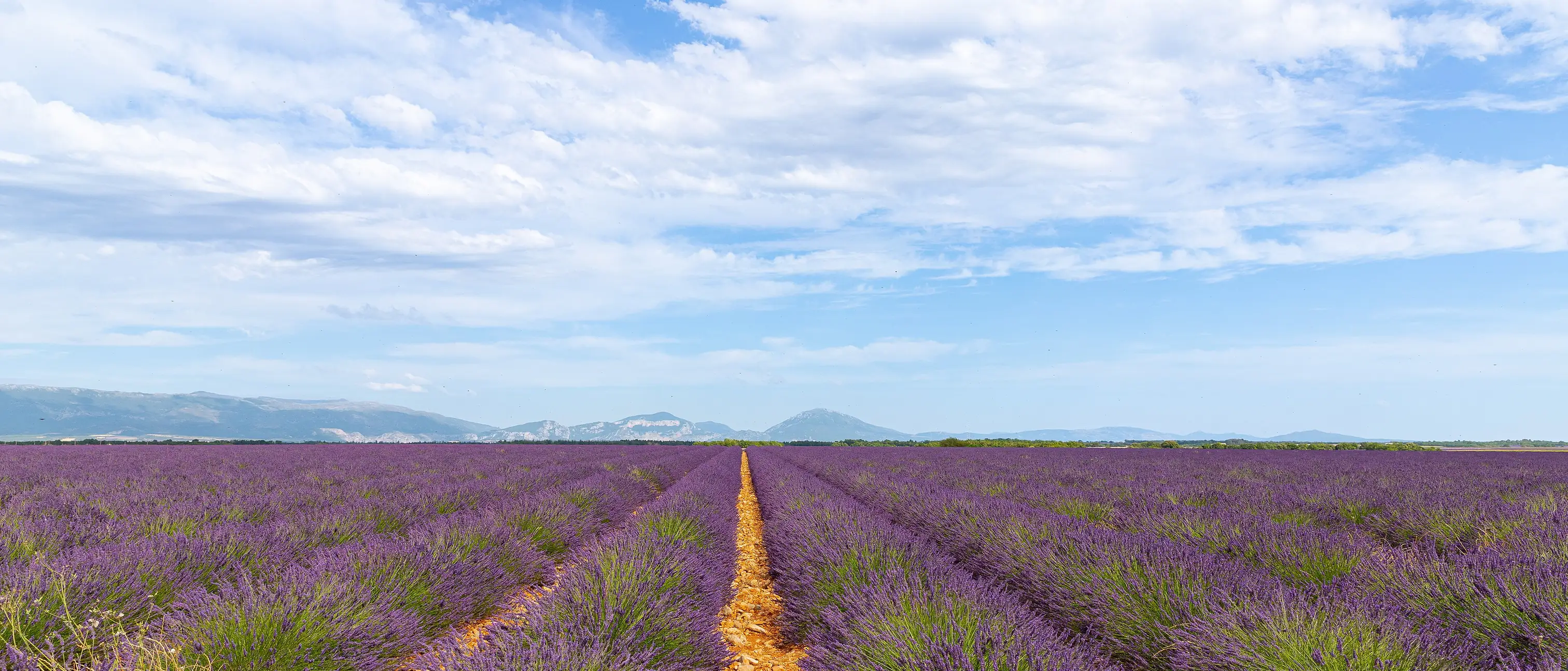 Lavender fields in Provence with the Alps beyond