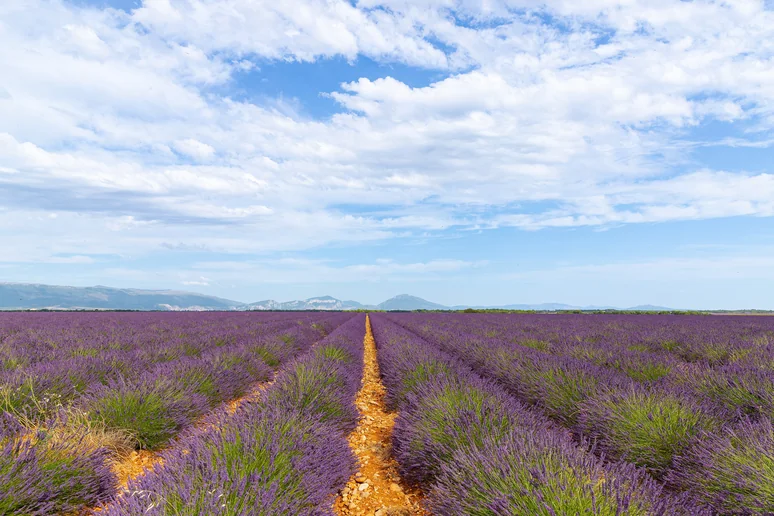 Lavender fields in Provence with the Alps beyond