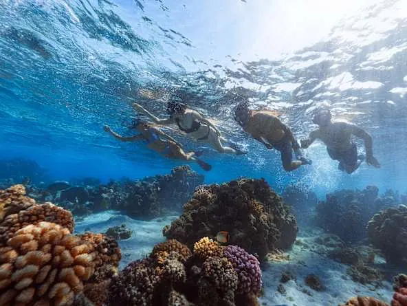 Coral Gardeners &mdash; reef restoration in the lagoon
